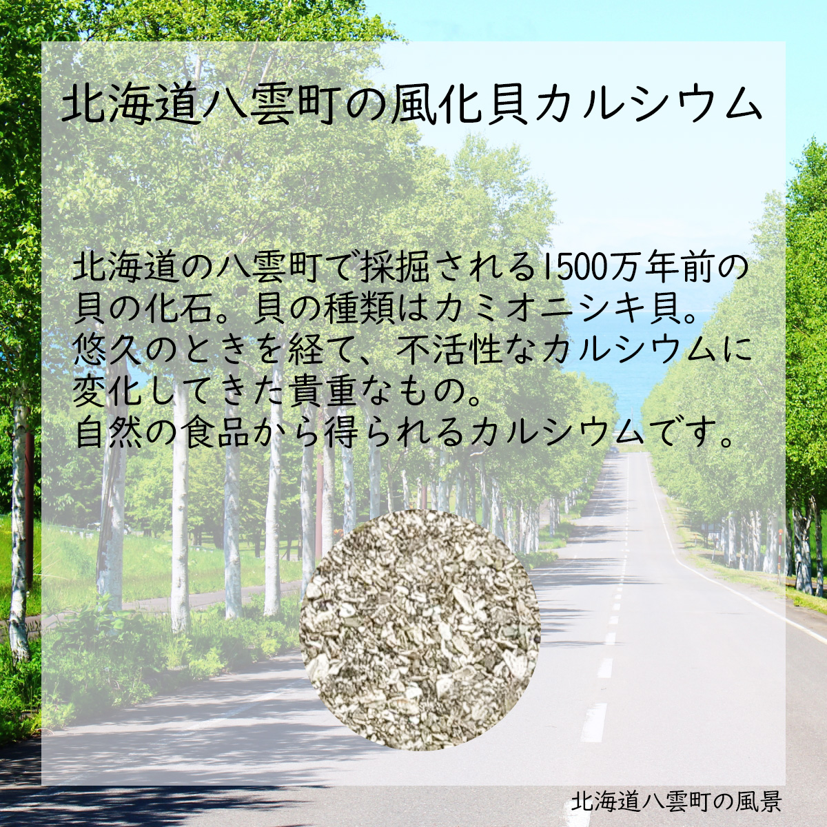北海道八雲町の風化貝カルシウム北海道の八雲町で採掘される1500万年前の貝の化石。貝の種類はカミオニシキ貝。悠久のときを経て、不活性なカルシウムに変化してきた貴重なもの。自然の食品から得られるカルシウムです。